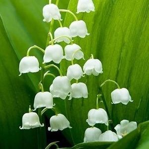 Meet your Posher, Shelen